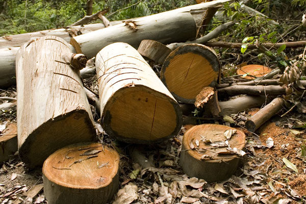 Logs